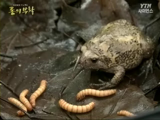 양서류의 시련, 이들에게 따뜻한 봄은 오는가!