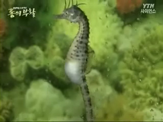 사라져가는전설 해마