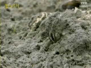 생태계 보고 '갯벌'이 죽어가고 있다!
