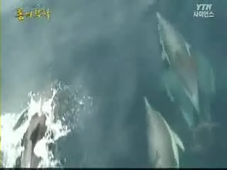 고래의 꿈 그 화려한 부활!