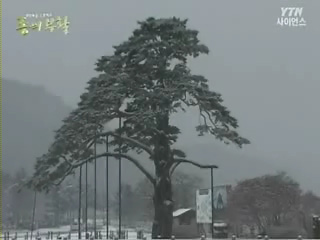 천년의 푸른 약속 소나무