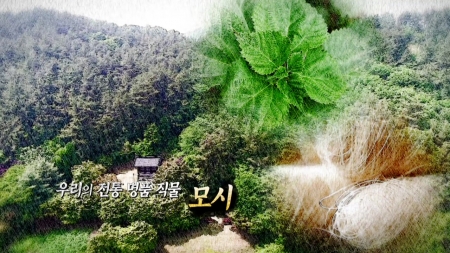 우리의 전통 명품 직물, 모시