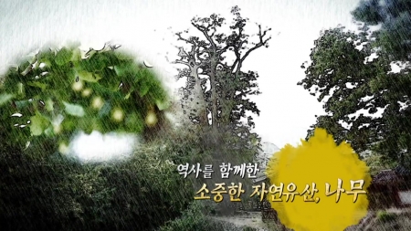 역사와 함께한 소중한 자연유산, 나무