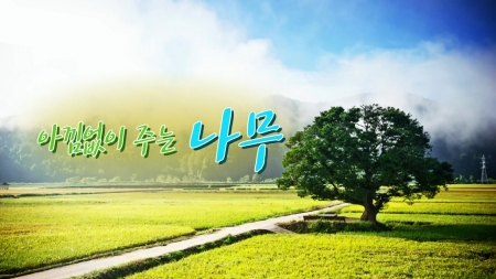 아낌없이 주는 나무