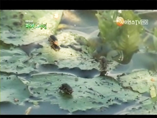 우리나라 최대 하천습지의 재발, 화포습지