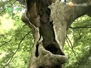 산사의 꿈, 생명과 더불어 살다, 서산 부석사