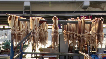 울릉도, 오징어가 사라지고 있다!