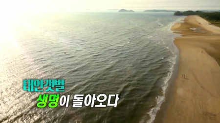 태안갯벌, 생명이 돌아오다