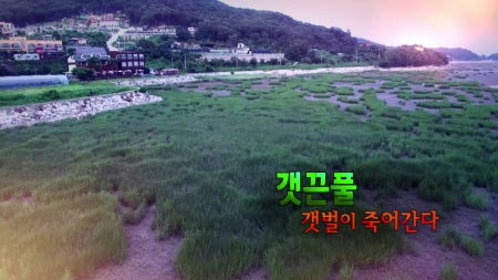 갯끈풀, 갯벌이 죽어간다