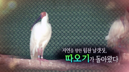 "따오기가 돌아왔다"