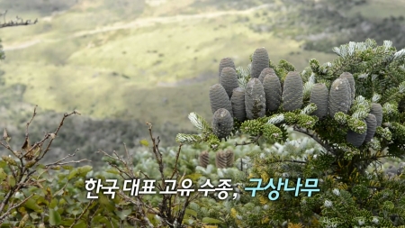 구상나무를 지켜라