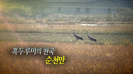 흑두루미의 천국, 순천만