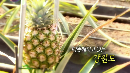 따뜻해지고 있는 강원도