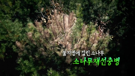 불치병에 걸린 소나무, 소나무재선충병