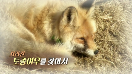 사라진 토종여우를 찾아서