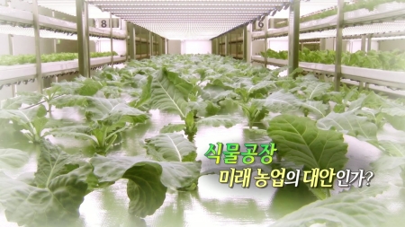 식물공장, 미래 농업의 대안인가?