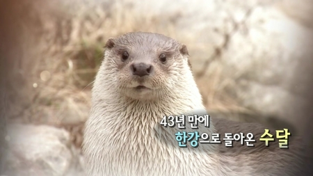 43년 만에 한강으로 돌아온 수달