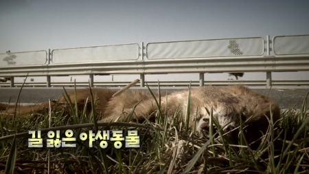 길 잃은 야생동물