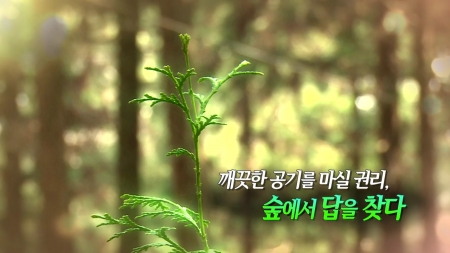 깨끗한 공기를 마실 권리, 숲에서 답을 찾다