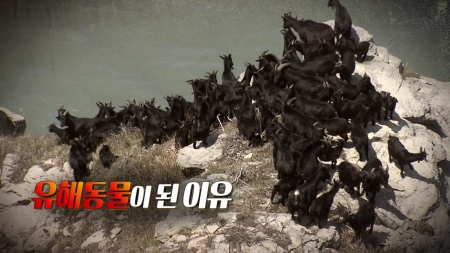 유해동물이 된 이유