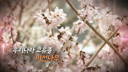 우리나라 고유종 미선나무
