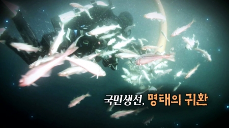 국민 생선, 명태의 귀환!