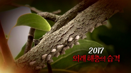 2017 외래 해충의 습격