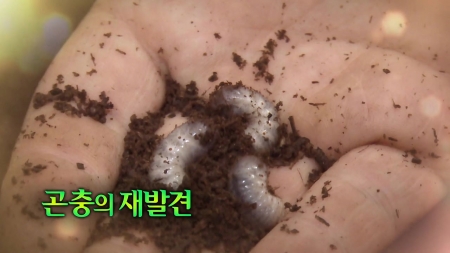 곤충의 재발견