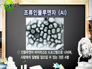 조류인플루엔자 (AI)
