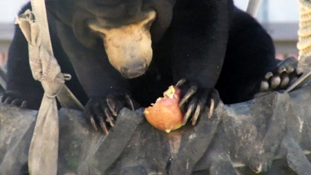미련한 곰?…날쌘돌이 '말레이곰'