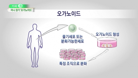 미니 장기 '오가노이드'로 동물 실험 대체한다