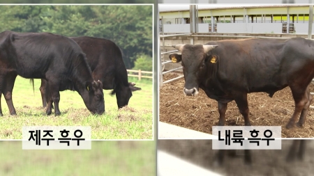 칡소부터 백우까지…우리가 몰랐던 토종 소