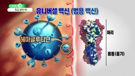 독감 꼼짝마!…범용 백신