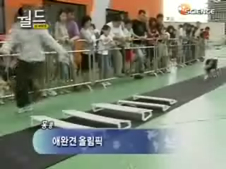 토픽엔, 홍통 애완견 올림픽