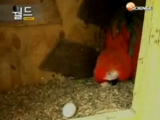 월드엔, 환경단체가 야생의 마코앵무의 알 발견