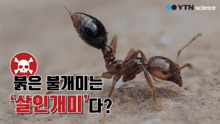 붉은불개미는 '살인개미'다?