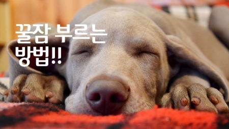 '꿀잠'을 부르는 방법
