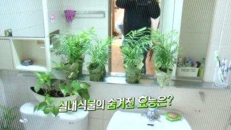 봄철 집안 건강 지킴이! 식물의 재발견!
