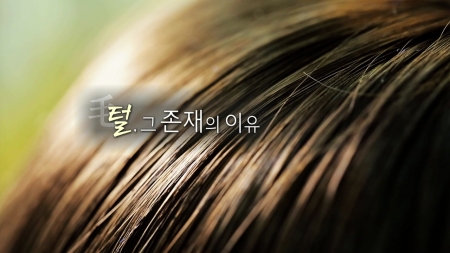 털, 그 존재의 이유